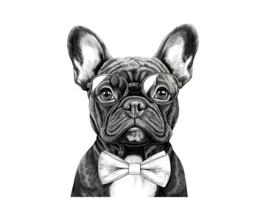 Üzerinde bir Fransız bulldog resmi olan bir kart şablonu. Vektör illüstrasyon tasarımı.