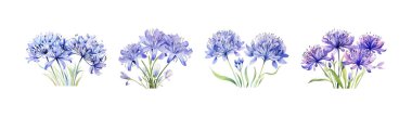 Grafik kaynak için Agapanthus suluboya bitkisi Clipart. Vektör illüstrasyon tasarımı.