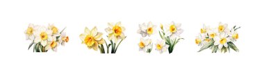 Watercolor narcissus clipart for graphic resources. Vector illustration design. clipart