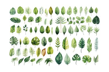 Suluboya tropik yeşil bitkiler seti. Vektör illüstrasyon tasarımı.