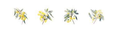 Set of Yellow Eucalyptus melliodora Flowers watercolor style. Vector illustration design. clipart