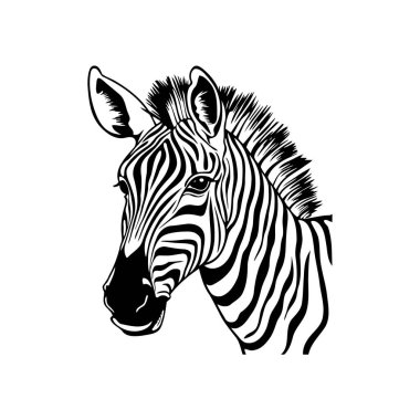 Siyah ve Beyaz Zebra Kafa çizim stili. Vektör illüstrasyon tasarımı