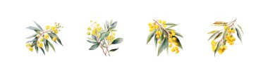 Yellow Blooms Eucalyptus melliodora flower watercolor style. Vector illustration design. clipart