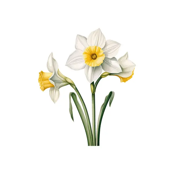 화이트 Daffodils 꽃입니다 일러스트 디자인 로열티 프리 스톡 벡터