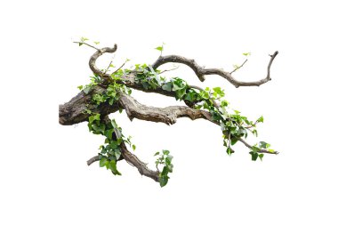 Ivy Leaves ile birlikte White 'ta izole edilmiş Sapık Şube. Vektör illüstrasyon tasarımı.