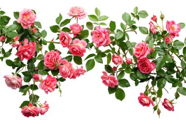 Full Bloom 'daki Geniş Pembe Gül Kemer Yolu. Vektör illüstrasyon tasarımı.