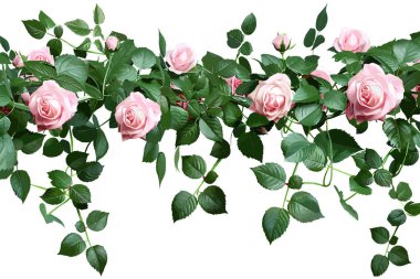 Beyaz Arkaplanda Pembe Sarmaşık. Vektör illüstrasyon tasarımı.