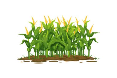 Olgun Mısır Koçanlı Lush Cornfield Illustration. Vektör illüstrasyon tasarımı.