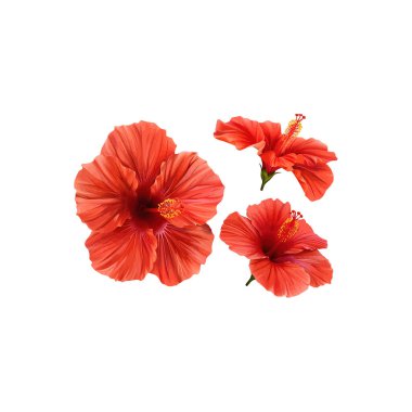 Vibrant Red Hibiscus Flowers on White Background. Vector illustration design. clipart