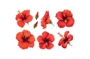 Assorted Red Hibiscus Flowers on Transparent Background. Vector illustration design. clipart