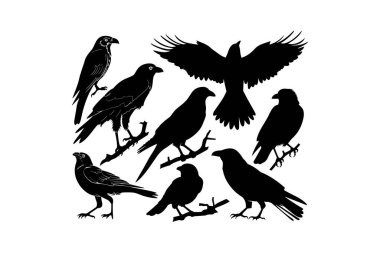 Kara Kuş Siluetleri Koleksiyonu. Vektör illüstrasyon tasarımı.