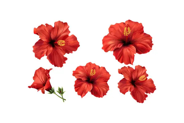 Vivid Red Hibiscus Flowers on White Background. Vector illustration design.