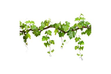 Canlı Grapevine şubesi Beyaz Arkaplanda izole edildi. Vektör illüstrasyon tasarımı.