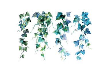 Watercolor Illustration of Blue and Green Ivy Vines. Vector illustration design.