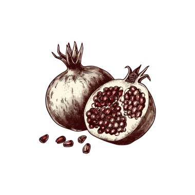 Colored Hand-drawn Pomegranate with Seeds. Vector illustration design. clipart