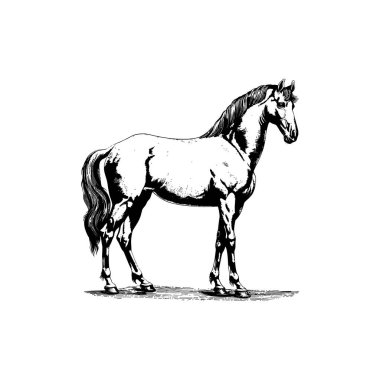 Elegant horse illustration in black and white. Vector illustration design. clipart