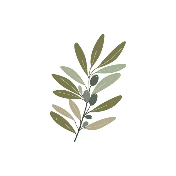 stock vector Simple Olive Branch Illustration with Green Leaves. Vector illustration design.