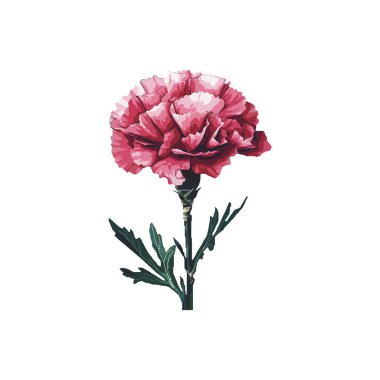 Pink carnation flower illustration with detailed petals. Vector illustration design. clipart