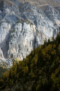 swiss alps hillside mountain view with trees, landscape of Switzerland