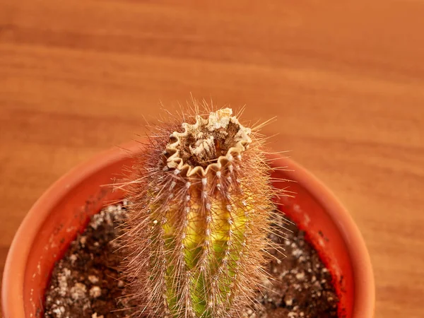 Sérült Rohadt Kaktuszok Növénygondozás — Stock Fotó