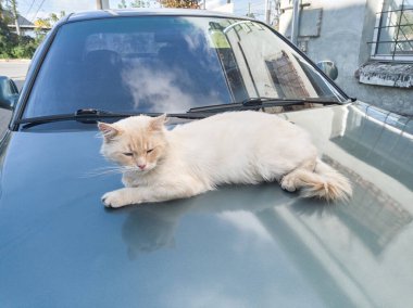 Kızıl saçlı bir kedi arabanın kaputunda yatıyor ve güneşin tadını çıkarıyor..