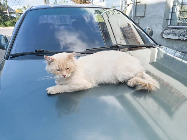 Stock image A red-haired cat lies on the hood of a car and basks in the sun.