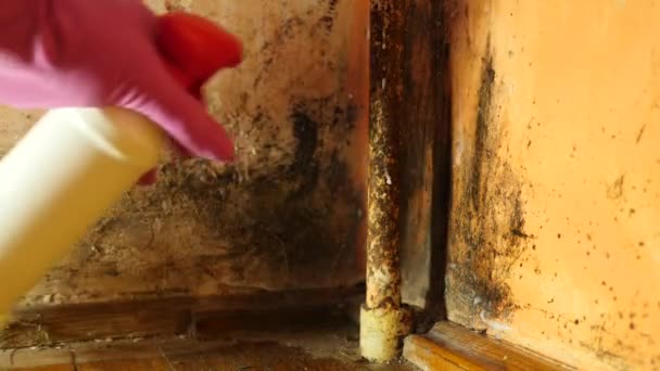 Chlor Wird Auf Eine Von Schimmel Und Pilzen Befallene Wand — Stockvideo