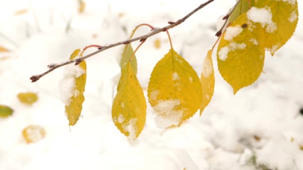 Yellowed Leaves Tree Sprinkled Snow — Stock Video