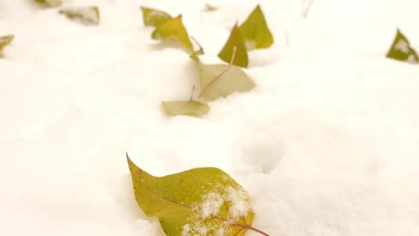Yellowed Leaves Fell Snow Early Winter — Stock Video