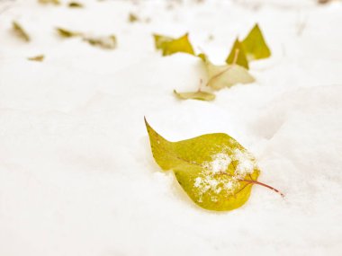 Sarı yapraklar kara düştü. Kış başları.