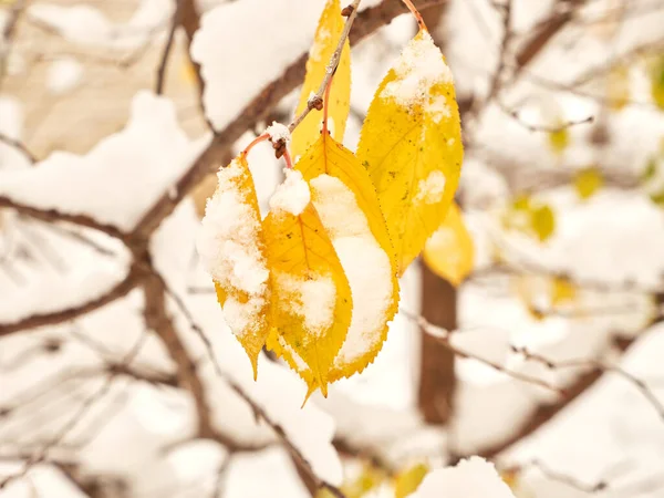 Geelachtige Bladeren Boom Worden Besprenkeld Met Sneeuw — Stockfoto