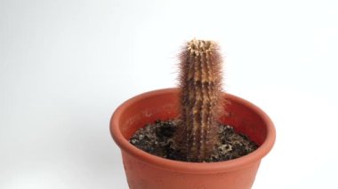 The dried cactus is dug up and thrown out of the pot. Care and cultivation of indoor plants.