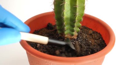 The soil of the cactus is loosened with a rake and sprayed with water.