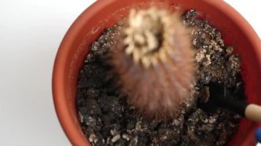 The dried cactus is dug up and thrown out of the pot. Care and cultivation of indoor plants.