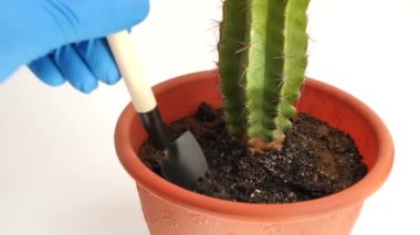 The soil of the cactus is loosened with a small metal shovel.