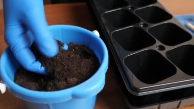 Soil is added to the seedling tray. The concept of gardening and horticulture.