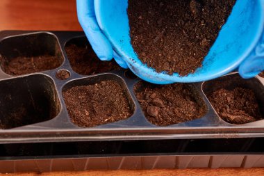 Soil is added to the seedling tray. The concept of gardening and horticulture.