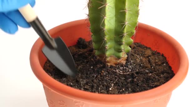 Sušený Kaktus Vykopán Vyhozen Hrnce Péče Vnitřní Rostliny Jejich Pěstování — Stock video