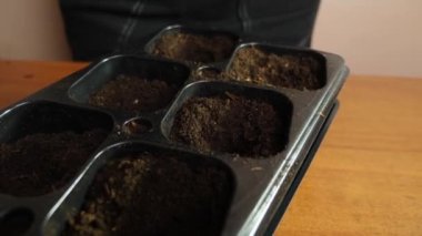 Onions are planted in the holes of the seedling tray. The concept of gardening and horticulture.