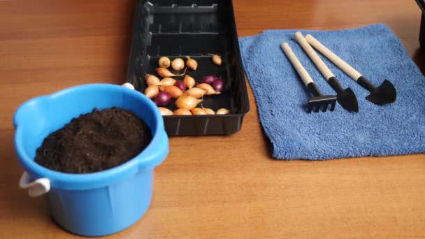 植え付けのためのタマネギ 土壌の準備 園芸と園芸の概念 — ストック動画