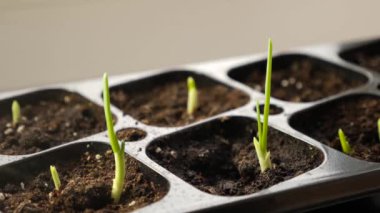Young sprouts in trays on windowsills in rooms are irrigated with water. The concept of seedling care.