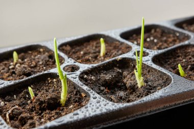 Young sprouts in trays on windowsills in rooms are irrigated with water. The concept of seedling care.