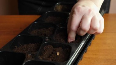 Onions are planted in a seedling tray with soil. The concept of gardening and horticulture.