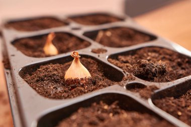 Onions are planted in a tray. The concept of gardening and horticulture.