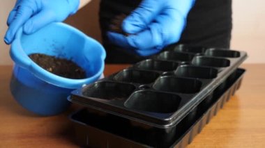 Soil is poured into the seedling tray. The concept of gardening and horticulture.