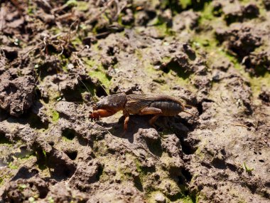 Gryllotalpidae böceği baharın başlarında açık arazide.