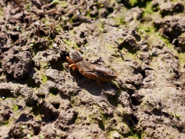 Gryllotalpidae böceği baharın başlarında açık arazide.