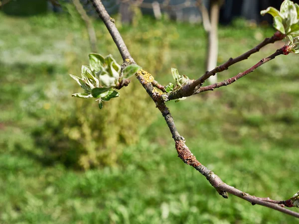 Kůra Větve Ovocného Stromu Postižena Plísňovou Chorobou — Stock fotografie