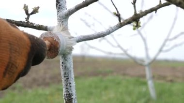 Meyve ağaçlarının bahar süreci. Haşerelerden korunmak için ağaç gövdelerinin beyazlatılması. Bahçe bakımı.
