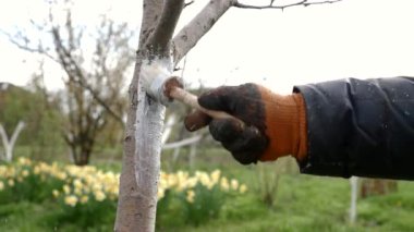 Meyve ağaçlarının bahar süreci. Haşerelerden korunmak için ağaç gövdelerinin beyazlatılması. Bahçe bakımı.
